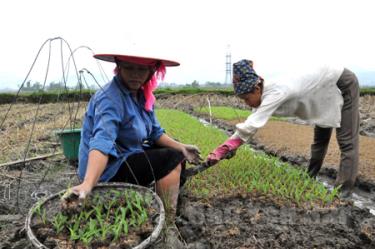 Nông dân Nghĩa Lộ đưa bầu ngô xuống ruộng.