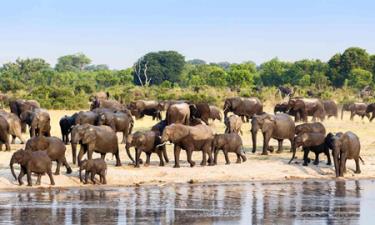 Quần thể voi ở Namibia, Zimbabwe, Nam Phi và Botswana đang ổn định hoặc tăng trưởng.