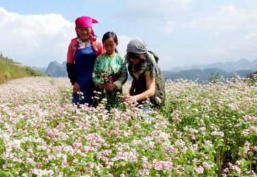 Mùa tam giác mạch.