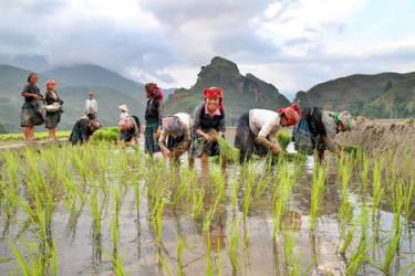 Đồng bào Mông huyện Mù Cang Chải gieo cấy lúa xuân.