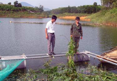 Đoàn viên Nguyễn Duy Ký giới thiệu mô hình nuôi cá lồng trên hồ Thác Bà.
