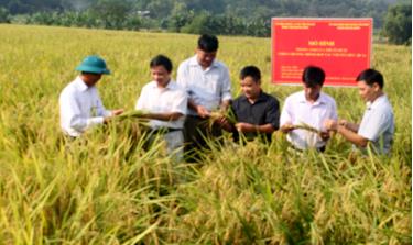 Các đại biểu tham quan mô hình thâm canh lúa thuần BC15 vụ mùa 2016 tại thôn Chanh Yên, xã Vĩnh Kiên.
