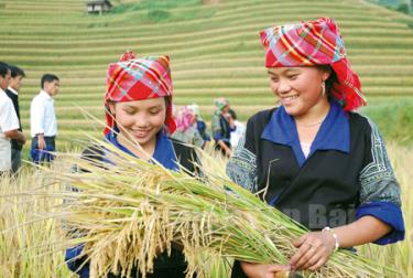 Nhân dân xã Chế Cu Nha thu hoạch lúa vụ mùa năm 2016.
