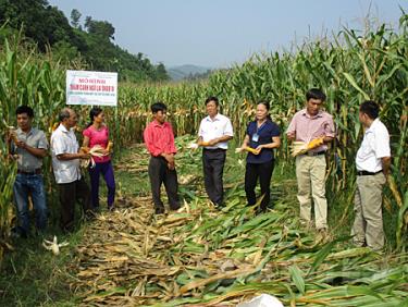 Các đại biểu tham quan mô hình giống ngô DK9619 tại Văn Yên.
