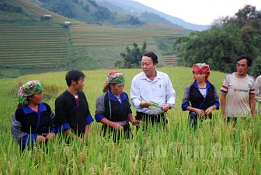 Đồng bào dân tộc Mông xã Nậm Có, huyện Mù Cang Chải được mùa sơn tra. (Ảnh: Sùng A Hồng)