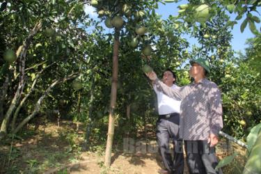 Yên Bình đã hình thành và phát triển rõ nét vùng cây ăn quả có múi. (Ảnh: Cán bộ Phòng Nông nghiệp và Phát triển nông thôn huyện kiểm tra vườn bưởi Diễn xã Bạch Hà.)