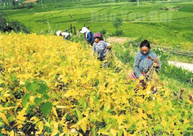 Người Mông xã Nà Hẩu (Văn Yên) thu hoạch đậu tương. (Ảnh: Sùng A Hồng)