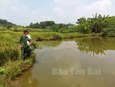 Mô hình kinh tế VAC của CCB Nguyễn Xuân Tỉnh, thôn Chiến Khu, xã Bảo Hưng cho thu nhập gần 200 triệu đồng/năm.