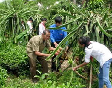 Ở Đại Lịch đã có nhiều mô hình kinh tế mang lại hiệu quả cao. Ảnh Minh Quang