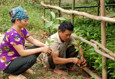 Nông dân xã Y Can, huyện Trấn Yên kiểm tra quế giống chuẩn bị trồng rừng vụ thu. Ảnh Quang Tuấn