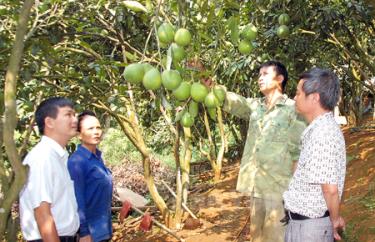 Anh Lê Minh Hiến (thứ 2 từ phải sang) ở thôn Yên Bình, xã Hưng Thịnh, huyện Trấn Yên nhờ trồng cây ăn quả đã thoát nghèo, vươn lên làm giàu. (Ảnh: P.V)