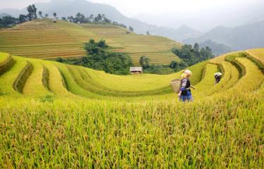 Đi trên mùa vàng. (Ảnh: Thanh Miền)