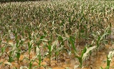 165ha  ngô và rau màu mới trồng của Trấn Yên bị ngập