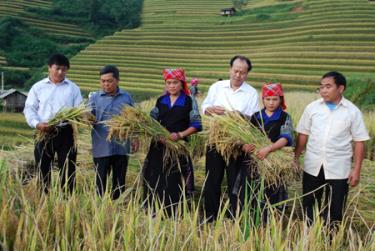 Đến năm 2017, tổng sản lượng lương thực có hạt của huyện ước đạt 40.000 tấn, bình quân lương thực đầu người đạt trên 600kg/người/năm. (Ảnh: Các đồng chí lãnh đạo Huyện ủy - HĐND - UBND huyện nắm bắt tình hình sản xuất lúa trên đất hai vụ tại xã Chế Cu Nha).