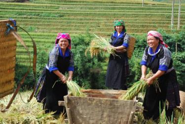 Đồng bào Mông xã Chế Cu Nha, huyện Mù Cang Chải thu hoạch lúa vụ mùa.
