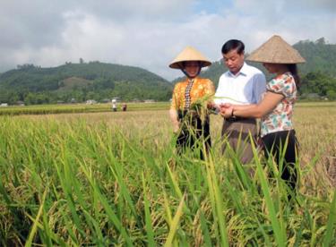 Đồng chí Chu Quốc Tuấn – Phó Chủ tịch UBND thị xã Nghĩa Lộ, Chủ nhiệm Dự án khoa học Xây dựng chỉ dẫn địa lý “Gạo Mường Lò” khảo sát chất lượng lúa Hương chiêm và Séng cù trên cánh đồng Mường Lò.