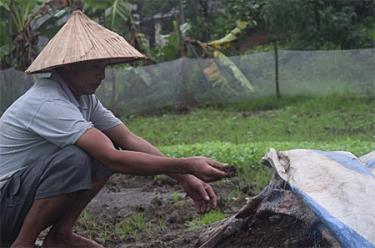 Ông Trần Thanh Nhàn kiểm tra độ ẩm trong quá trình ủ rơm với chế phẩm Compost Maker làm phân bón hữu cơ.
