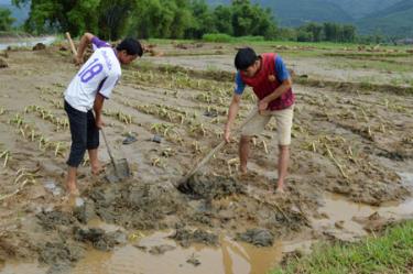 Nông dân xã Nghĩa Lợi cải tạo đất 2 vụ lúa bị vùi lấp để canh tác vụ xuân.