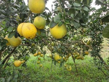 Bưởi Đại Minh mang lại nguồn thu nhập lớn cho người dân nơi đây.