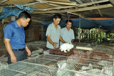 Hội viên Nguyễn Xuân Tùng ở tổ 5A, thị trấn Nông Trường Nghĩa Lộ chăn nuôi thỏ cho thu nhập cao.