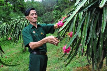 Cựu chiến binh Vũ Thành Trung chăm sóc vườn thanh long.