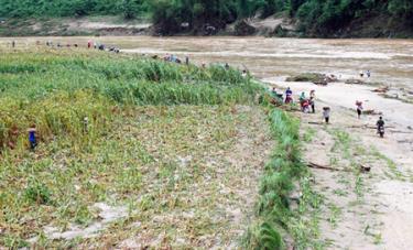 Sau mưa lũ, 694,5 ha ngô, hoa màu, rau màu các huyện Văn Chấn, thị xã Nghĩa Lộ, huyện Trạm Tấu bị thiệt hại nặng nề.