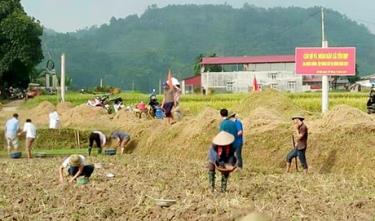 Nông dân xã Yên Hợp, huyện Văn Yên trồng ngô vụ đông.