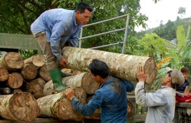 Thời gian thâm canh dài những thu lãi cao hơn khi thâm canh gỗ lớn.