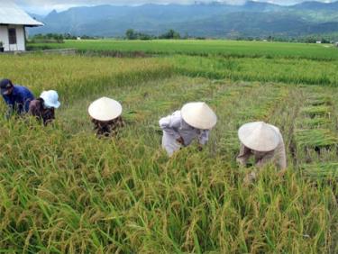 Nông dân xã Thanh Lương thu hoạch lúa mùa.