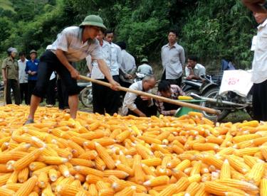 Nông dân Trạm Tấu thu hoạch ngô đồi.