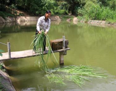 Bà Ngô Thị Tuyết Lương - Bí thư Chi bộ thôn Tiền Phong thu nhập cao nhờ thâm canh cá.