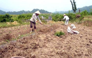 Nhân dân xã Yên Phú trồng cây màu vụ đông.
