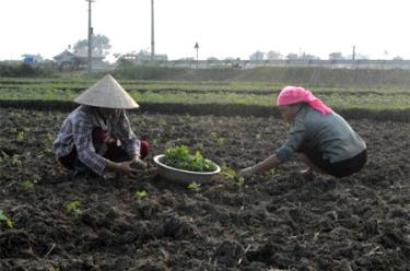 Nông dân phường Tân An trồng cây màu vụ đông.