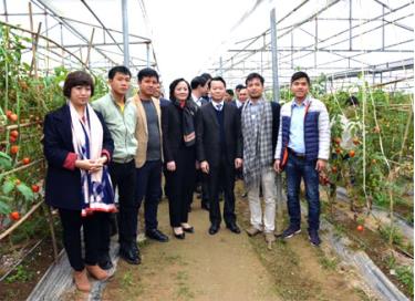 Các đồng chí lãnh đạo tỉnh thăm Hợp tác xã Thanh niên Q & C (Văn Yên)