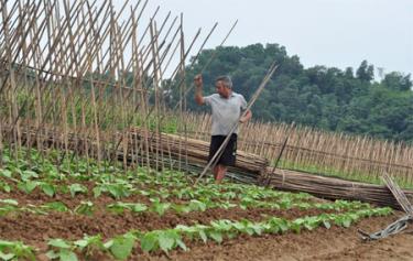 Ông Mai Văn Sự, thôn Phú Nhuận chăm sóc đậu đỗ trồng trên đất nông nghiệp mới khôi phục sau lũ.
