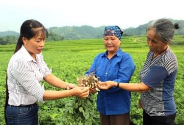 Trao đổi kinh nghiệm nâng cao năng suất cây lạc ở xã Yên Hợp, huyện Văn Yên thông qua hỗ trợ của Tổ chức Tầm nhìn Thế giới.