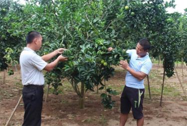 Thành viên CLB Thanh niên phát triển kinh tế xã Thượng Bằng La, huyện Văn Chấn trao đổi kỹ thuật chăm sóc cam.