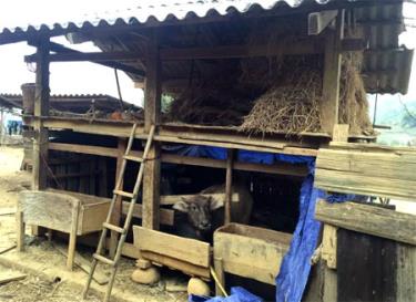 Người dân vùng cao gia cố chuồng trại và dự trữ thức ăn cho trâu, bò khi mùa đông đến.