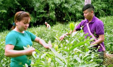 Nông dân xã Bảo Hưng, huyện Trấn Yên thu hái chè xanh.