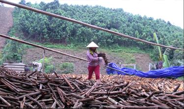 Sản phẩm quế của Văn Yên luôn mang lại giá trị cao. Ảnh MQ