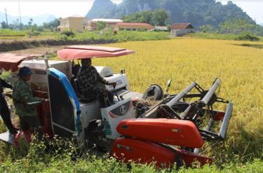 Nông dân Lục Yên tích cực thu hoạch lúa.