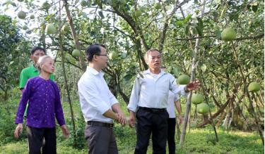 Năm nay, sẽ có 10 hộ được lựa chọn để tham gia thi cây bưởi đẹp, vườn bưởi đẹp.