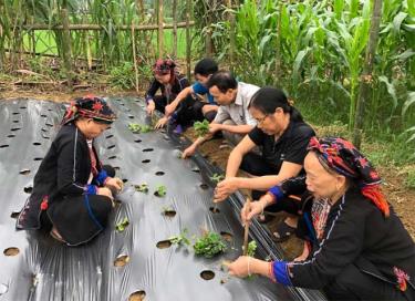 Chuyên gia của Trung tâm Phát triển khoa học công nghệ và Chăm sóc sức khỏe cộng đồng tỉnh Yên Bái hướng dẫn người dân xã Bảo Ái, huyện Yên Bình trồng cây cà gai leo.