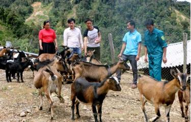 Đảng viên trẻ Giàng A Sông (giữa), bản Dào Xa, xã Kim Nọi tiên phong trong phát triển kinh tế với mô hình trồng sơn tra, nuôi dê.