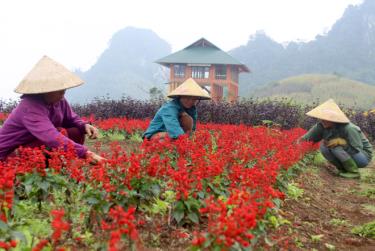 Trồng mới thêm hoa, tạo cảnh quan khu vực Bình nguyên xanh Khai Trung