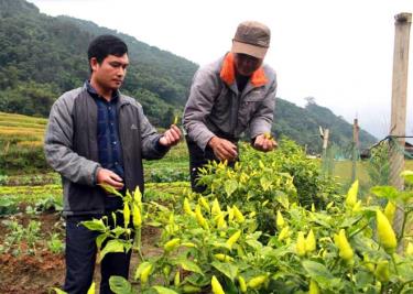 Cán bộ xã Hát Lừu hướng dẫn người dân kỹ thuật trồng và chăm sóc ớt - nguyên liệu cho đặc sản măng ớt của địa phương.