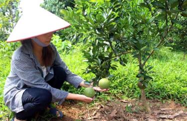 Cây ăn quả có múi đang dần phát triển và cho kết quả khả quan trên đất Tân Hợp, huyện Văn Yên.