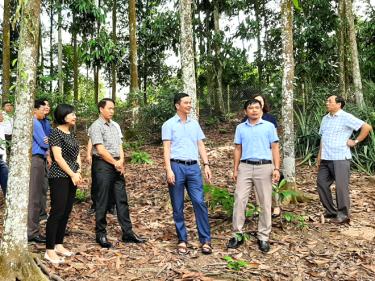 Đồng chí Dương Văn Tiến – Phó Chủ tịch UBND tỉnh và đoàn công tác kiểm tra du lịch trải nghiệm tham quan rừng quế tại xã Đại Sơn.