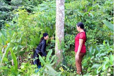 Nhờ nguồn vốn vay tín dụng chính sách, nhiều hộ dân xã Kiên Thành đầu tư phát triển kinh tế đồi rừng, góp phần nâng cao thu nhập, xóa đói giảm nghèo.