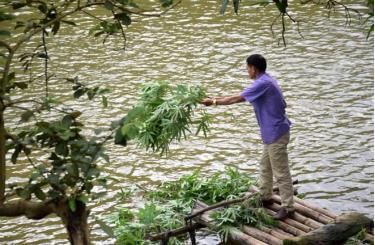 Với 2 mẫu ao nuôi cá thịt các loại, gia đình ông Nguyễn link vào dafabet Tham có nguồn thu nhập ổn định hàng năm.